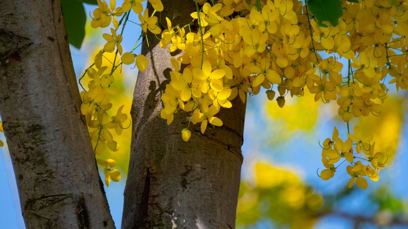 　　　　　【四季花卉】阿勃勒